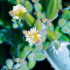2 Rare Live Succulent Cactus Plants, Pickle Plant Delosperma Echinatum 4 Inch Potted, Unique Succulent for Indoor Display and Collections