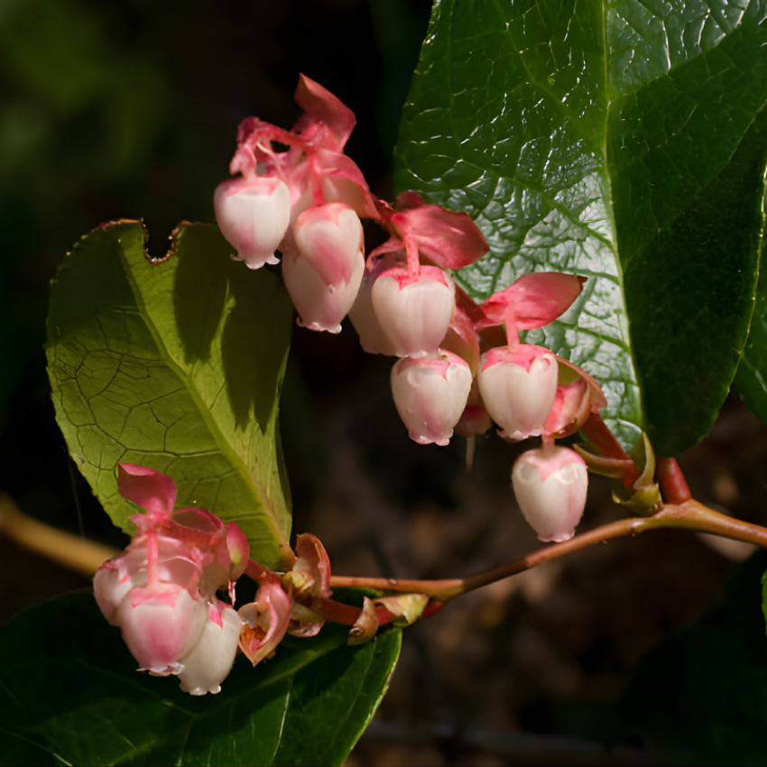 Salal Live Plants, 6 Inch Tall Bare Root Seedlings, Gaultheria Shallon Native Evergreen Shrub, Edible Berry Plant for Landscapes