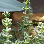 Pickle Plant, Delosperma Echinatum Live Succulent in 4 Inch Pot, Rare Live Succulent Cactus Plants for Desk Decor and Small Spaces