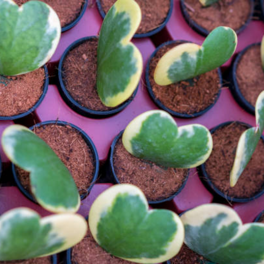 2 Variegated Hoya Heart Plant, 2 Inch Pot Size, Potted Indoor Plant, Small Decorative Plant for Bright Indoor Areas and Shelves