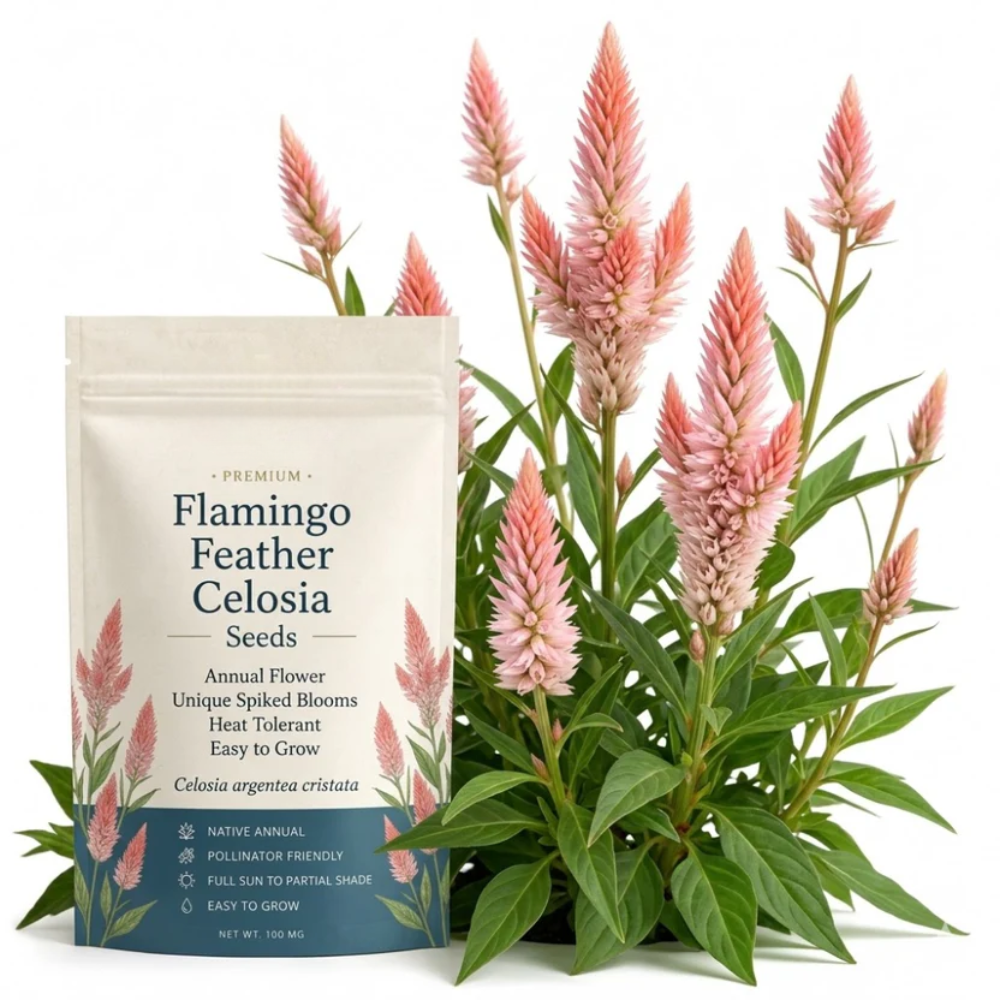 75 Pcs Flamingo Feather Celosia Seeds for Outdoors, Adaptable Heirloom Yielding Striking Light Pink Plumes, Low Maintenance Cut Flowers
