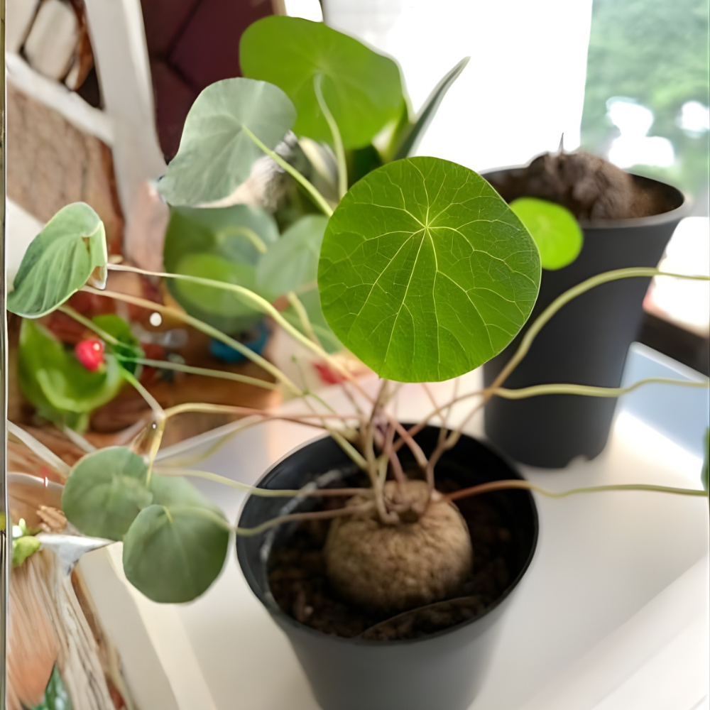 Stephania Cephalantha Live Plant in 3.5 – 4" Inch Pot | Small Caudex Houseplant | Low-Maintenance Indoor Vine | Great for Home & Office Décor