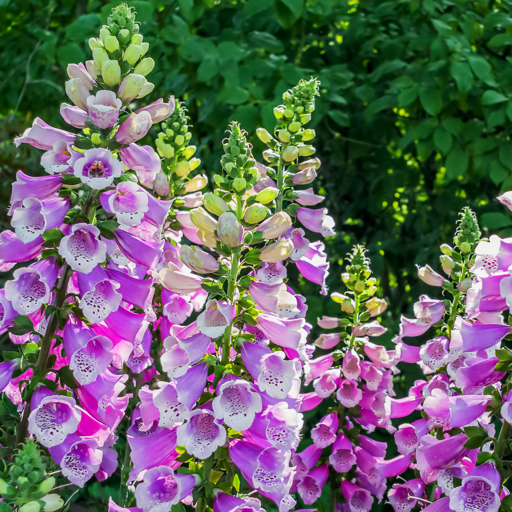 2 Foxglove Digitalis Purpurea Live Plant, 3-Inch Pot, Established Live Flowering Plant, Classic Tall Spire Blooms for Modern Landscape Design