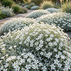 500 Pcs Snow in Summer Seeds, Heirloom Non-GMO Perennial Ground Cover, Cold-Hardy White Blooms & Silver Foliage