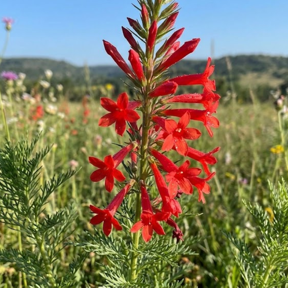 200 Pcs Standing Cypress Seeds for Planting Outdoors, Non-GMO Heirloom Tall Red Flowers, Low Maintenance Tubular Blooms for Yard Borders
