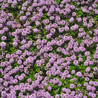 250 Pcs Creeping Thyme Seeds for Planting Outdoors, Non-GMO Heirloom Ground Cover, Fragrant Pink Blooms for Gardens & Walkways