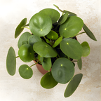 2 Chinese Money Plant Live House Plant in 2 Inch Pot, Pilea Peperomioides Plant Live, Attractive Indoor Greenery for Desks, Shelves & Small Spaces, Real Plants for Home & Office Décor