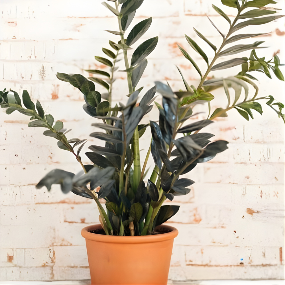Raven ZZ Plant Live in 6’’ Pot | Zamioculcas Black ZZ Plant Live | Easy to Grow | Ideal for Home or Office Décor