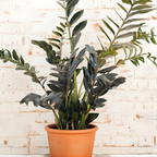 Raven ZZ Plant Live in 6’’ Pot | Zamioculcas Black ZZ Plant Live | Easy to Grow | Ideal for Home or Office Décor
