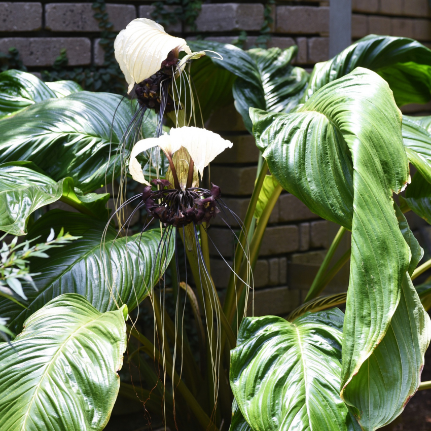 Tacca Chantrieri | Black Bat Flower Live Plant - 4 Inch Tall | Unique Tropical Houseplant for Indoor Growing, Home Decor & Exotic Plant Displays | Easy to Grow