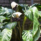 Tacca Chantrieri | Black Bat Flower Live Plant - 4 Inch Tall | Unique Tropical Houseplant for Indoor Growing, Home Decor & Exotic Plant Displays | Easy to Grow