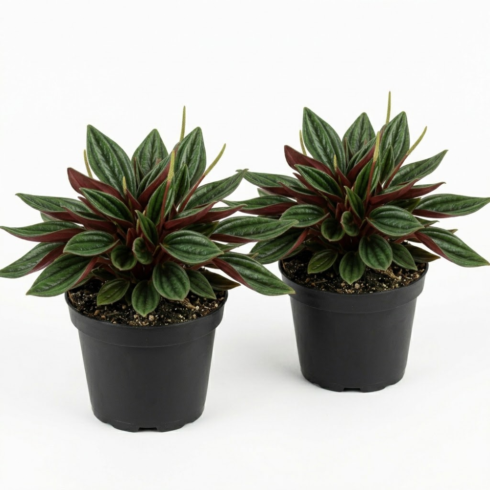 2 Peperomia Live Plant, Peperomia ‘Rosso’, 4 Inch Pot Size, Low Maintenance Indoor Plant, Unique Red Underside Leaf Plant for Bright Indirect Light
