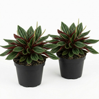 2 Peperomia Live Plant, Peperomia ‘Rosso’, 4 Inch Pot Size, Low Maintenance Indoor Plant, Unique Red Underside Leaf Plant for Bright Indirect Light