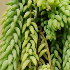 2 Succulent Plants, Donkey Tail Succulent Plants Live in 2 Inch Pot, Plant for Home Office, Wedding Hanging Decoration & DIY Projects