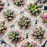 Anacampseros Sunrise Succulents in 2 Inch Pot, Anacampseros Telephiastrum, Ideal for Modern Home Décor, Desk Displays & Plant Collections