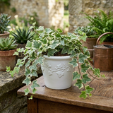 Glacier English Ivy Live Plants in 4” Inch Pot | Fast-Growing Variegated English Ivy Houseplant with Trailing Vines | Glacier English Ivy Indoor Plant for Hanging Planters & Indoor Landscaping