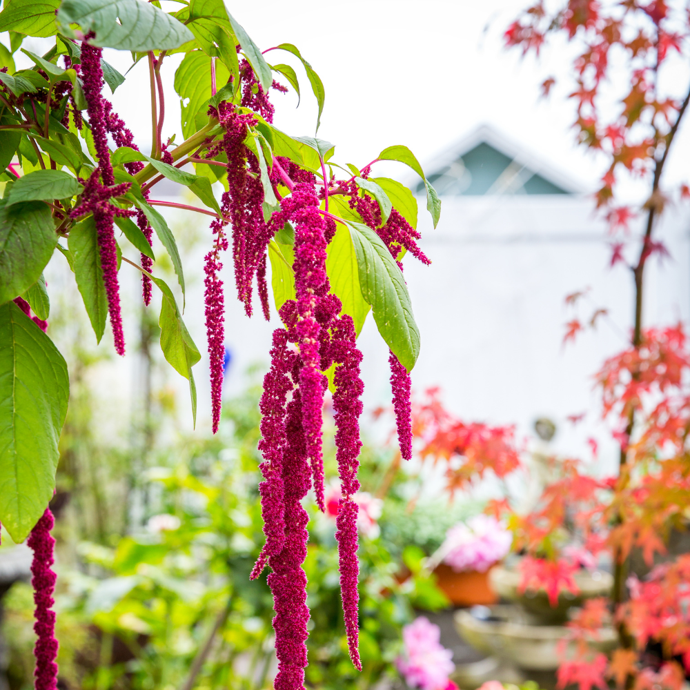 300 Pcs Love Lies Bleeding Amaranth Seeds for Planting Outdoors, Non-GMO Heirloom Flowers, Low Maintenance Red Cascading Blooms for Yard Borders