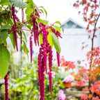 300 Pcs Love Lies Bleeding Amaranth Seeds for Planting Outdoors, Non-GMO Heirloom Flowers, Low Maintenance Red Cascading Blooms for Yard Borders