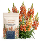 30 Pcs Chantilly Bronze Snapdragon Seeds, Heirloom Non-GMO Open-Faced Flowers, Sturdy Tall Stems for Cut Floral Bouquets