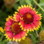 200 Pcs Blanket Flower Seeds for Planting Outdoors, Non-GMO Heirloom Gaillardia Aristata, Sturdy Low Maintenance Blooms for Yard Borders
