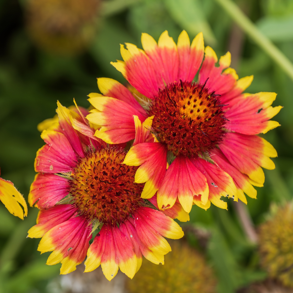 200 Pcs Blanket Flower Seeds for Planting Outdoors, Non-GMO Heirloom Gaillardia Aristata, Sturdy Low Maintenance Blooms for Yard Borders
