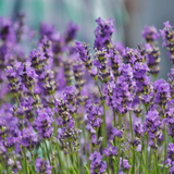 3 Spanish Lavender Plants Live, 3-Inch Pot, Established Lavandula Stoechas Flowering Plant, Compact Aromatic Foliage for Modern Landscape Design