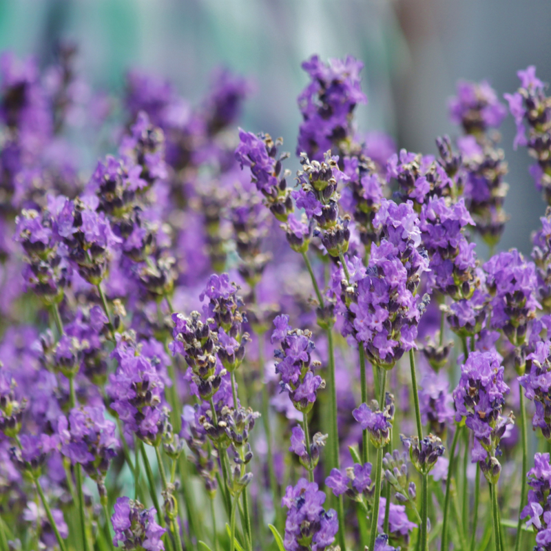 3 Spanish Lavender Plants Live, 3-Inch Pot, Established Lavandula Stoechas Flowering Plant, Compact Aromatic Foliage for Modern Landscape Design