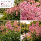 25 Pcs Queen of the Prairie Seeds for Planting Outdoors, Non-GMO Heirloom Perennial Seeds, Striking Feathery Pink Blooms for Yard Borders
