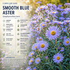 500 Pcs Blue Aster Seeds for Planting Outdoors, Non-GMO Heirloom Perennial Flower Seeds, Cold-Hardy Lavender Blue Blooms for Yard Borders