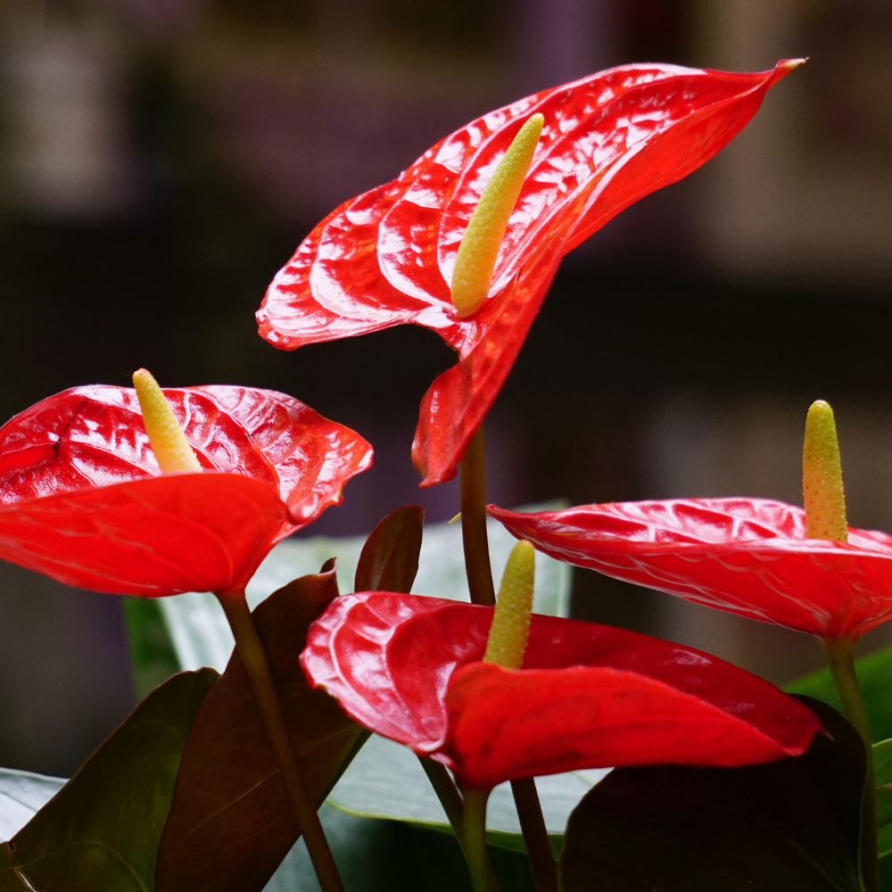 Anthurium Live Plant - Red Anthurium, Aturios Planta Viva in 4 Inch Pot, Air Purifying Flowering Indoor Houseplant, Home, Room, or Office Décor, Easy to Grow