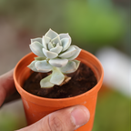 2 Live Succulent Plant Lovely Rose Succulent, 4" Potted Plant, Easy Care Greenery, Rose-Like Foliage for Home Decor and DIY Projects