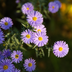 300 Pcs New England Aster Seeds for Planting Outdoors, Non-GMO Heirloom Perennial Flowers, Low Maintenance Purple & Pink Blooms for Fall Yard Borders