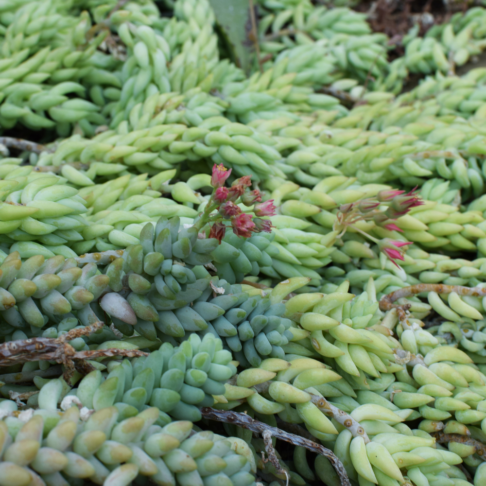 Succulent Plants, Donkey Tail Succulent Plants Live in 2 Inch Pot, Plant for Home Office, Wedding Hanging Decoration & DIY Projects