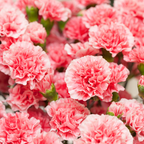 100 Pcs Carnation Flower Seeds for Planting Outdoors, Non-GMO Heirloom Chabaud Clove Flowers, Low Maintenance Fragrant Ruffled Blooms for Spring Yard