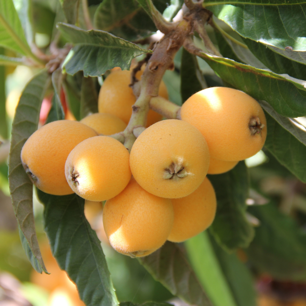 (No Ship to CA,HI,AK) Loquat Tree, Sturdy 3 Gallon Potted Edible Fruit Tree Starter, High-Vigor Evergreen Plant for Home Landscapes, Resilient Subtropical Shade Tree for Backyard Orchards