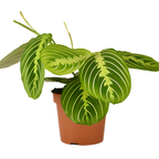 2 Lemon Lime Prayer Plant Live, 4 Inch Pot Size, Potted Indoor Plant, Low Maintenance Foliage Plant for Bright Indirect Light