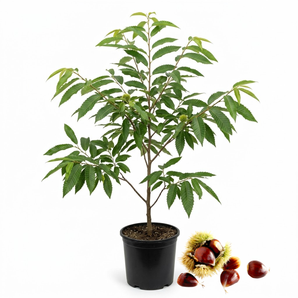 Chinese Chestnut Tree Live Plant, 3 Gallon Potted Edible Nut Tree Starter, High-Vigor Cold-Hardy Plant for Home Landscapes, Blight-Resistant Shade Tree for Backyard Orchards