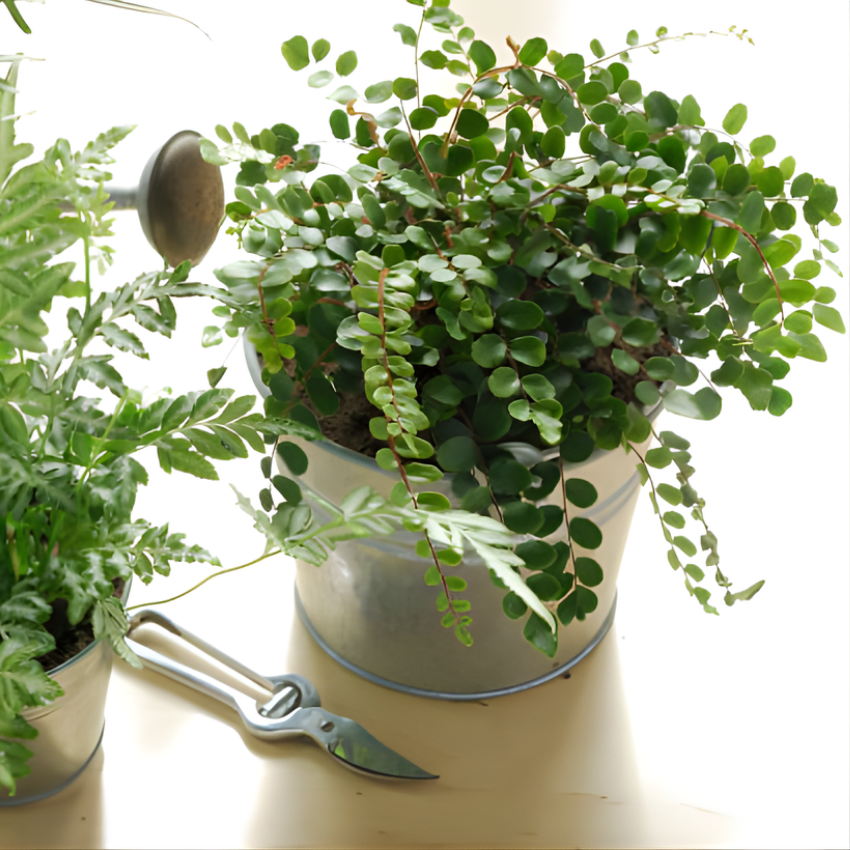 Button Fern for Planting, Ferns Live Plants in 2 Inch Pot, Air-Purifying, Perfect for Home and Office Décor, Easy Care Starter Plants
