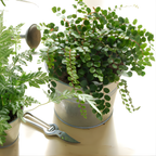 Button Fern for Planting, Ferns Live Plants in 2 Inch Pot, Air-Purifying, Perfect for Home and Office Décor, Easy Care Starter Plants