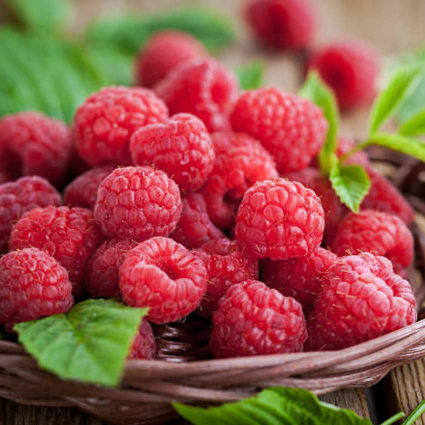 Red Raspberry Bushes Live Plant, 3 Inch Tall Bare Root Seedling, Rubus Idaeus Edible Berry Shrub, Summer Fruiting Plant for Backyard and Garden