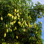 (No Ship to CA, HI, AK) Mallika Mango Tree Live Plant | Fruit Tree 2.5–3 Ft Tall for Planting| Premium Tropical Mango Plant for Patio Containers, Yard Planting & Garden Landscapes