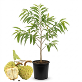 Green Sugar Apple Tree Live Plant in 3 Gallon Pot | Tropical Annona Squamosa Custard Apple Tree | 16-24 Inches Tall | Well Rooted | Easy to Grow | Live Plant (No Ship to CA,HI,AK)