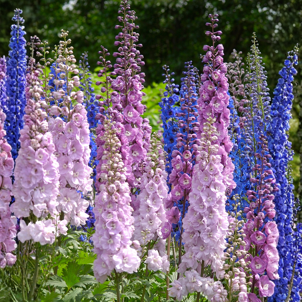250 Rocket Larkspur Giant Imperial Mix Seeds for Planting Outdoors, Non-GMO Heirloom Flower Seeds, Sturdy Tall Stalks & Striking Floral Spikes for Cut Gardens