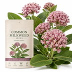 100 Common Milkweed Seeds for Planting Outdoors, Grow Robust, Easy to Care Delicate Pink Flowers for Monarchs & Yard Borders