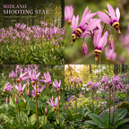 25 Pcs Midland Shooting Star Seeds for Planting Outdoors, Non-GMO Heirloom Perennial Flowers, Low Maintenance Pink & White Blooms for Woodland Gardens