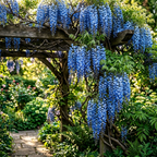 2 Blue Wisteria Plant Live, 2.5 Inch Pot Size, Well-Rooted Flowering Plant, Low Maintenance Ornamental Vine for Sunny Outdoor Spots