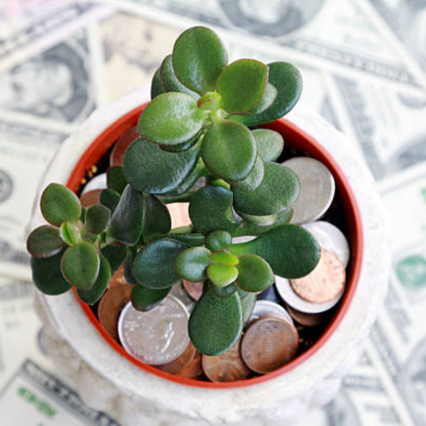 Jade Plant Live, Crassula Ovata in 2 Inch Pot, Air-Purifying, Low Maintenance, Perfect for Home and Office Décor, Easy Care Starter Plants