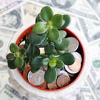 Jade Plant Live, Crassula Ovata in 2 Inch Pot, Air-Purifying, Low Maintenance, Perfect for Home and Office Décor, Easy Care Starter Plants