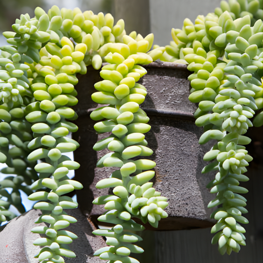 Live Succulents Donkey Tails in 2 Inch Pot, Air-Purifying, Low Maintenance, Perfect for Home and Office Décor, Easy Care Starter Plants