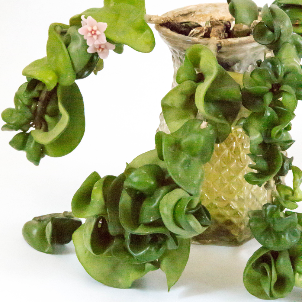 Hoya Rope Plant, Hoya Hindu Rope in 3" Pot, Easy Care Indoor Greenery, Curled Wax Foliage for Shelves and Small Spaces